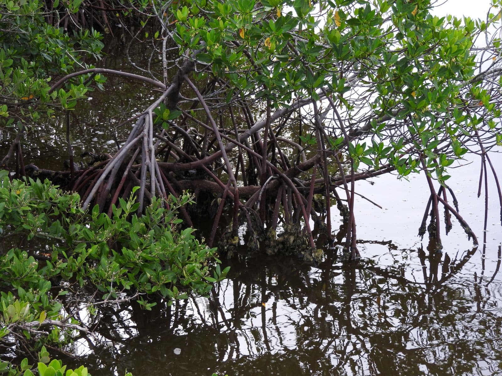 Indian River Lagoon Park photo 5