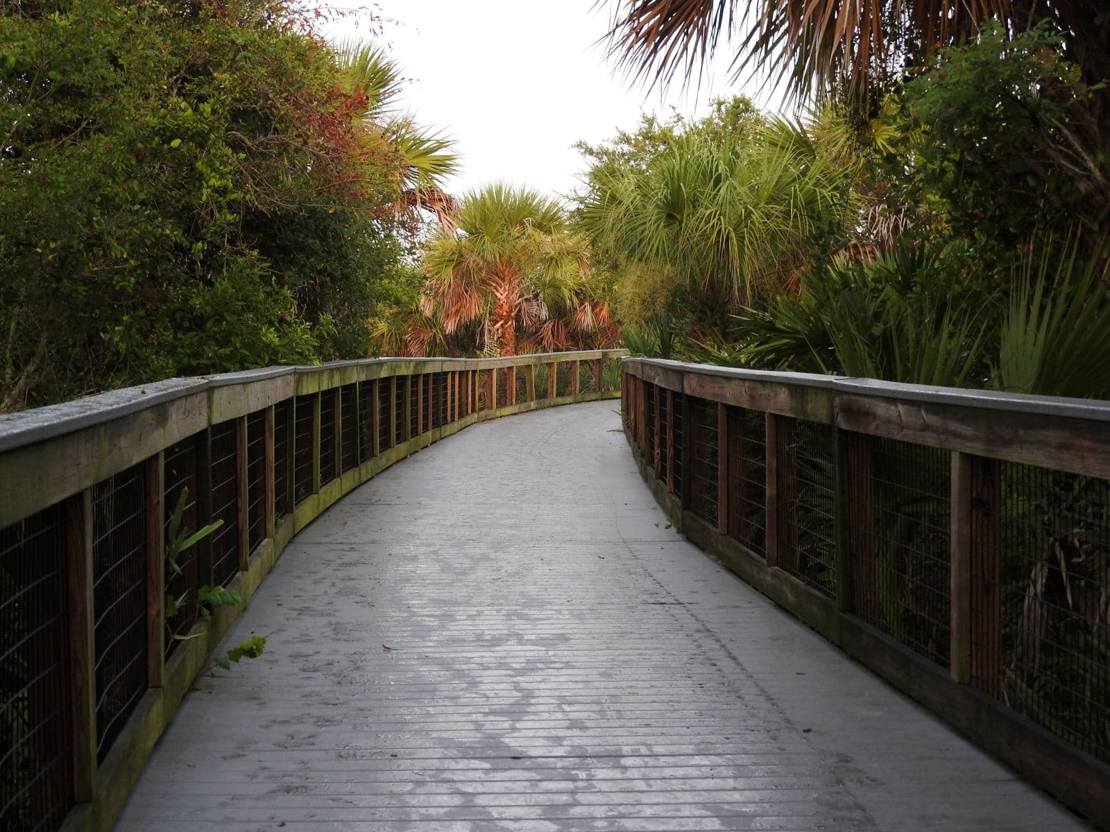 Sandy path and shoreline vegetation at Smyrna Dunes Park.
