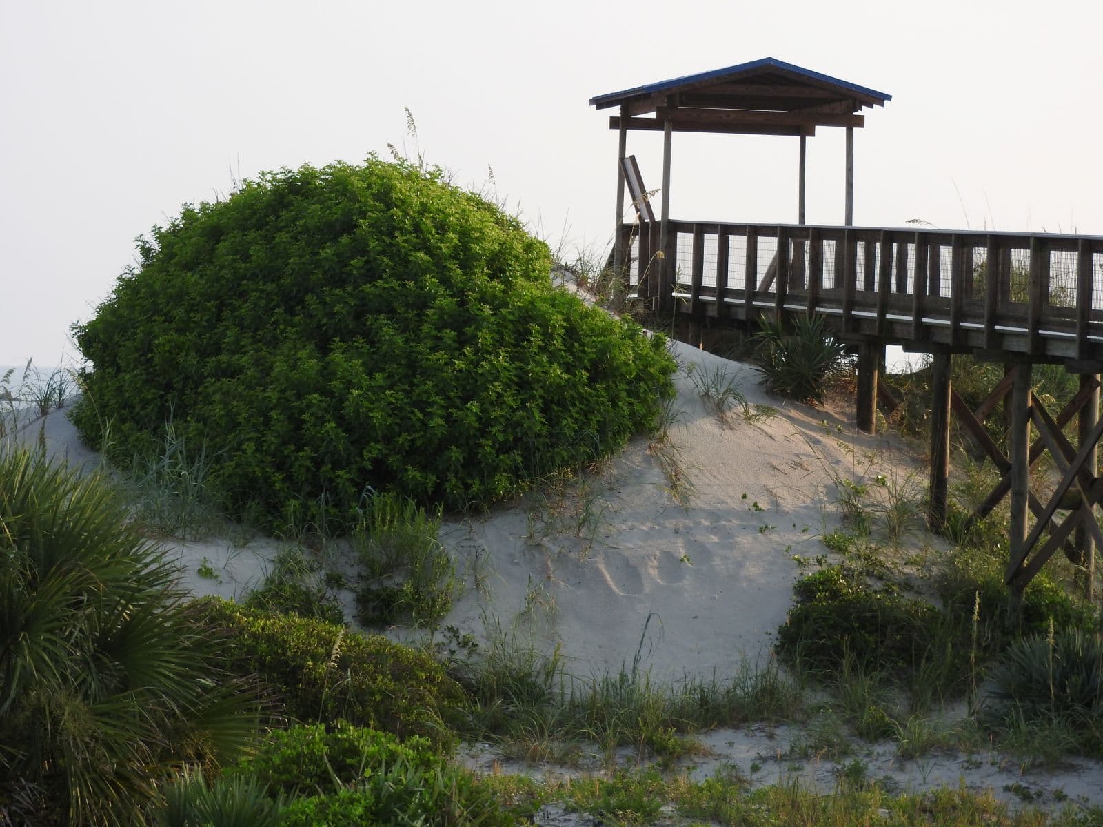 Wide beach and dune landscape at Smyrna Dunes Park.
