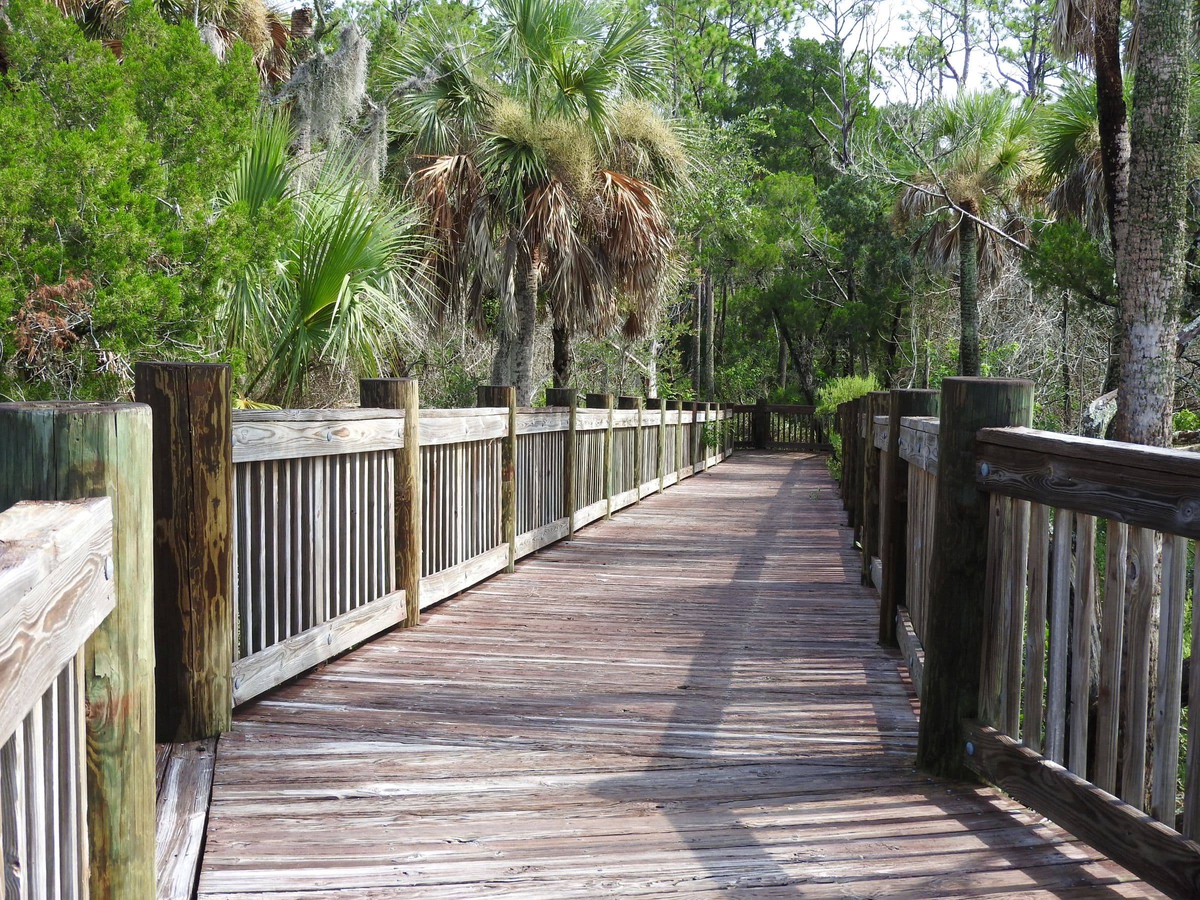 Wooden boardwalk leading through palms at Spruce Creek Park.