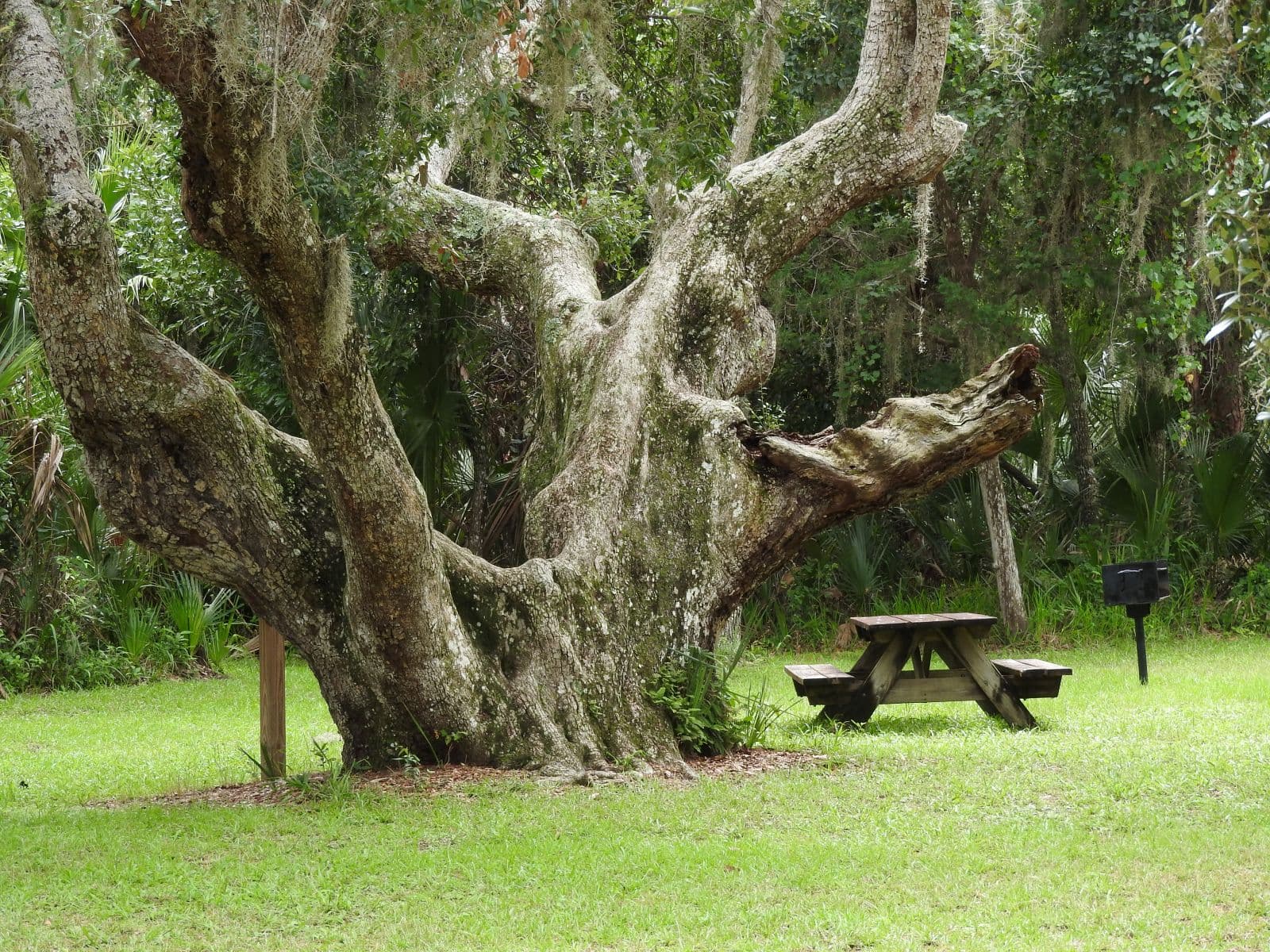 Large live oak beside a picnic table in a shaded hardwood hammock.
