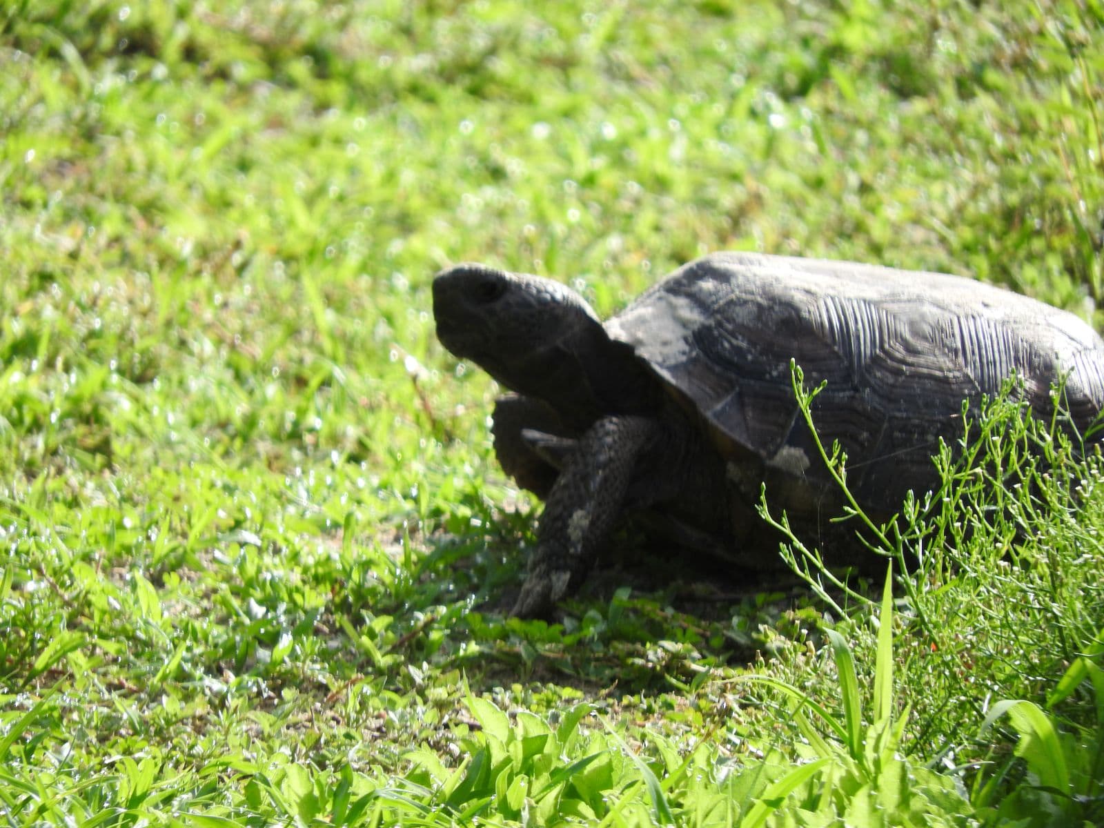Turtle Mound photo 1